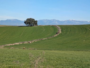 Baharda güneşli bir günde İspanya 'da yol manzaralı