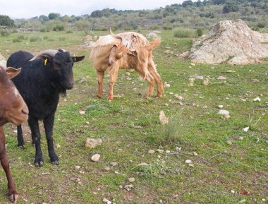 Bulutlu bir günde dağlarda bir çayırda keçi
