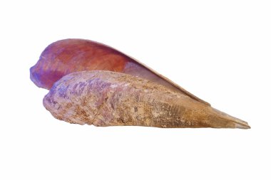 Beyaz arka planda kesilmiş bir deniz salyangozu kabuğu.