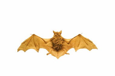 Açılmış kanatları olan, beyaz bir arkaplanda kesilmiş bir yarasa.