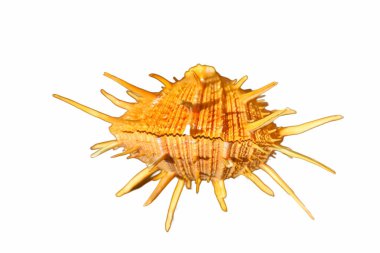 Beyaz arka planda kesilmiş bir deniz salyangozu kabuğu.