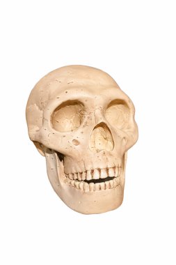 Eski çağlardan kalma ilkel bir adamın insan kafatası.