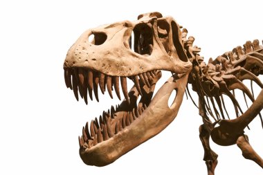 Beyaz bir arka planda kesilmiş tarih öncesi bir hayvanın kafatası.