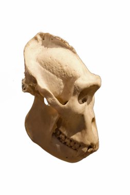 Eski çağlardan kalma ilkel bir adamın insan kafatası.