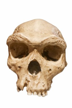 Eski çağlardan kalma ilkel bir adamın insan kafatası.