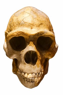 Eski çağlardan kalma ilkel bir adamın insan kafatası.