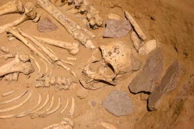 Eski çağlardan kalma ilkel bir adamın insan kafatası.