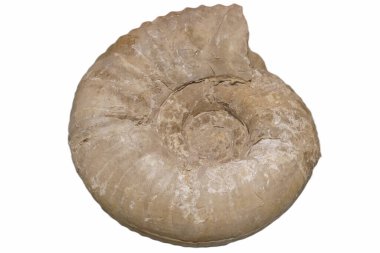 Beyaz arka planda kesilmiş bir deniz salyangozu kabuğu.