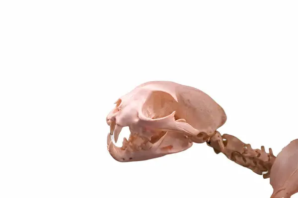 Beyaz bir arka planda kesilmiş tarih öncesi bir hayvanın kafatası.