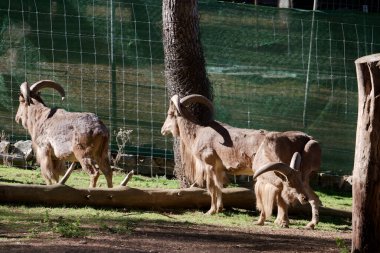 Güneşli bir günde küçük hayvanat bahçesinde keçi hayvanı