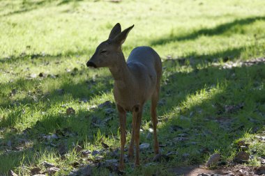 Güneşli bir günde küçük hayvanat bahçesinde geyik yumurtası.
