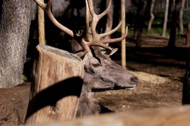 Güneşli bir günde küçük hayvanat bahçesinde geyik vahşi hayvan