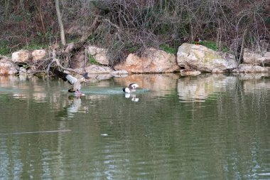 Göletin kenarındaki parkta bir kuş, Mısırlı kaz.