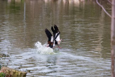 Göletin kenarındaki parkta bir kuş, Mısırlı kaz.