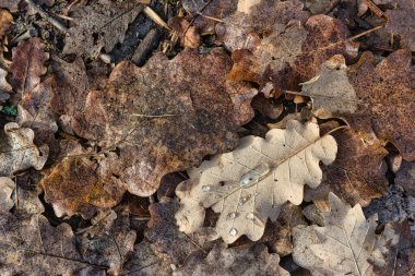 Sonbahar kahverengi meşe yaprakları su damlalarıyla yerde yatıyor.