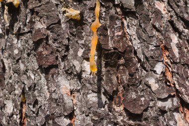 Doğal ağaç kabuğu, güzel dokusu olan bir arka plan gibidir.