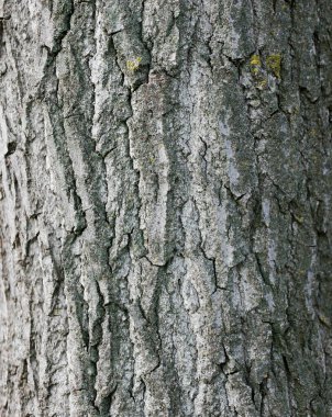 ağaç kabuğunun doğal arkaplan olarak panoramik fotoğrafı