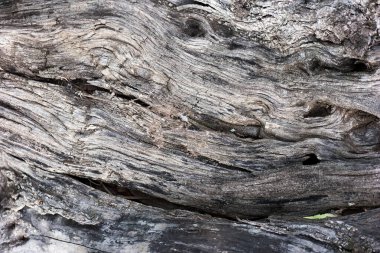...Doğal bir arkaplan olarak ağaç kabuğuna yakın çekim