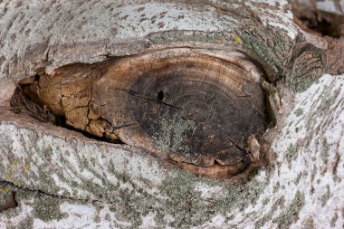 ...Doğal bir arkaplan olarak ağaç kabuğuna yakın çekim