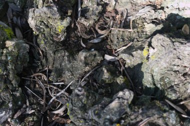 Ağaç kabuğunu güzel bir doğal arka plan olarak kapat