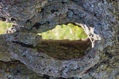 Ağaç kabuğunu güzel bir doğal arka plan olarak kapat