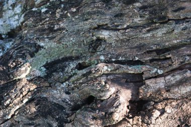 Ağaç kabuğunu güzel bir doğal arka plan olarak kapat