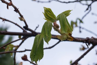 Baharda gelişen bir at kestanesi tomurcuğu.