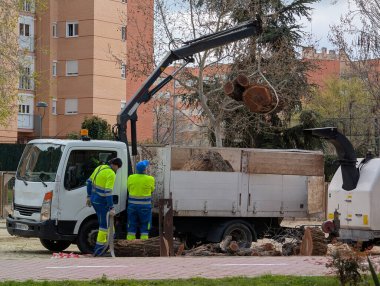 Şehir parkında kesilen bir ağacı kesen işçiler.
