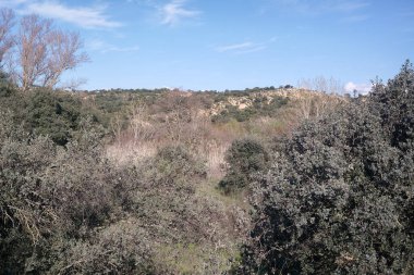 Canlı bir manzara ön planda sık çalılar ve ağaçlar barındırır, arka planda yuvarlanan tepeler, kırsal alanda parlak mavi bir gökyüzünün altında..