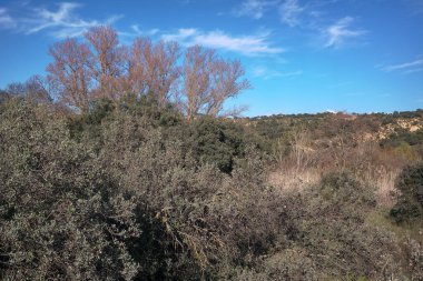 Parlak mavi bir gökyüzüne karşı yoğun yeşil çalılar ve uzun ağaçlar içeren canlı bir manzara. Bu sakin doğa manzarası güneşli bir günde doğanın güzelliğini yakalar..