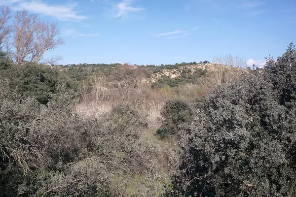 Canlı bir manzara ön planda sık çalılar ve ağaçlar barındırır, arka planda yuvarlanan tepeler, kırsal alanda parlak mavi bir gökyüzünün altında..