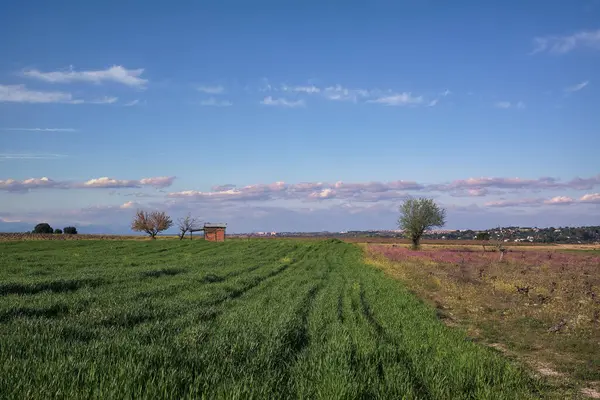 Uzakta küçük bir ahşap kulübe ile yemyeşil alanlar ufka doğru uzanır. Birkaç ağaç, parçalı bulutlu mavi gökyüzünün altındaki dingin manzarayı noktalar..
