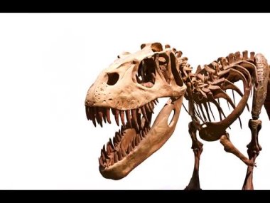 Doğal Tarih Müzesi 'nde muazzam bir dinozor iskeleti sergileniyor.