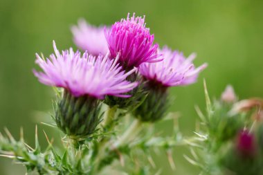 Canlı mor devedikeni çiçekleri, eşsiz dikenli yapraklarını ve narin yapraklarını sergileyerek, yumuşak yeşil bir arka planda belirgin bir şekilde çiçek açar. Doğa ılık bahar güneşinde gelişir..