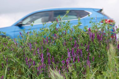 Mavi bir araba, bulutlu bir gökyüzünün altında, kırsalda bulunan yemyeşil bir kır çiçeğinin yanından geçer. Yeşillik, huzurlu manzaraya canlı bir renk katar..