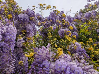 Mor salkım salkımları ve parlak sarı çiçekler canlı bahar mevsiminde bir bahçe ortamında pitoresk bir görüntü oluşturur. Renkli çiçekler tamamen çiçek açmış..