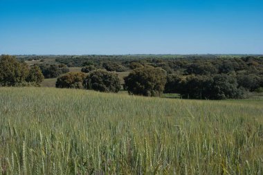 Geniş yeşil alanlar ufka doğru uzanıyor, parlak mavi gökyüzünün altındaki ağaçlarla noktalanmış, barışçıl ve huzurlu kırsal bir atmosferi çağrıştırıyor..
