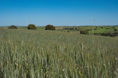Altın buğday, geniş bir kırsal alana yayılarak ön planda yer alır. Yuvarlanan tepeler ve ağaçlar parlak mavi bir gökyüzünün altında sakin bir zemin oluşturur. Doğada huzurlu bir gün..