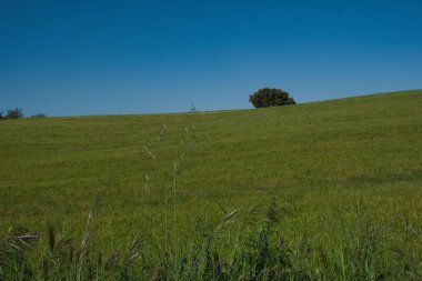 Yuvarlanan yeşil tepeler ufuk boyunca uzanır parlak mavi gökyüzünün altında. Tepenin yamacında gururla duran yalnız bir ağaç huzurlu ve sakin bir atmosfer yaratıyor..
