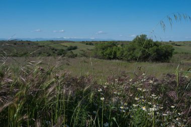 Yuvarlanan tepeler yemyeşil çimlerle kaplı ve kır çiçekleri ufuk boyunca uzanıyor. Parlak mavi gökyüzü, bahar sonlarındaki bu kırsal ortamın dingin güzelliğini arttırır..