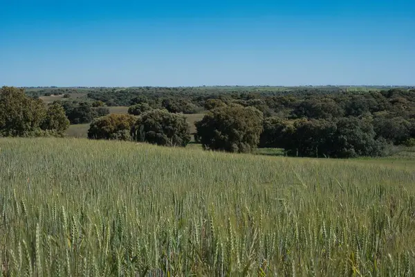 Geniş yeşil alanlar ufka doğru uzanıyor, parlak mavi gökyüzünün altındaki ağaçlarla noktalanmış, barışçıl ve huzurlu kırsal bir atmosferi çağrıştırıyor..