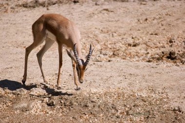 Kuru, güneşli bir alanda, ince bir bitki örtüsü otlar ve zarif endamını ve farklı boynuzlarını gösterir. Bu an Afrika savanasındaki vahşi yaşamın özünü yakalıyor..