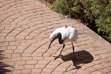 Beyaz aynak, yeşilliklerle çevrili tuğla bir yolda yürürken görülüyor. Güneş kuşu aydınlatıyor, özelliklerini ve batışının sükunetini vurguluyor..