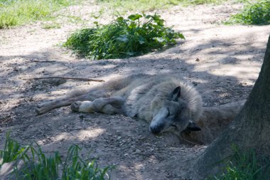 Yeşillik ve pislikle çevrili bir kurt yeryüzünde rahat bir şekilde yatıyor. Güneş ışığı ağaçların arasından süzülerek dinlenmek için ideal sakin bir atmosfer yaratır..