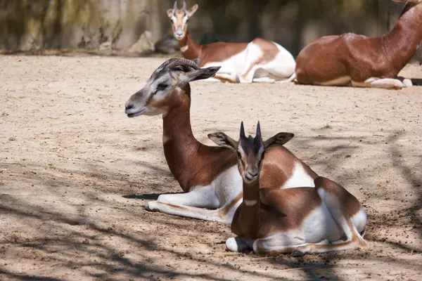 Bir grup ceylan sıcak güneş ışığı altında kumlu bir çevrenin zemininde dinleniyor. Büyük ceylan, genç rakibine yakın yatar. Aralarındaki bağı gösterir..
