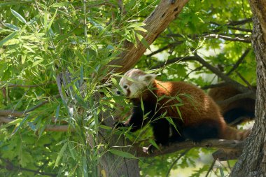 Kızıl bir panda, ağaçların dallarını gün ışığında güneşlenirken bambu yapraklarını kemiren canlı yeşil bir çevrede keşfeder..