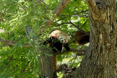 Bir kırmızı panda canlı yeşil yapraklarla çevrili kalın bir ağaç dalına konforla tünemiştir. Güneş ışıl ışıl parlıyor, kürkünü ve huzurlu ortamını aydınlatıyor..