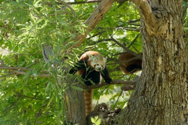 Canlı yeşil yaprakların arasında bir ağaç dalına tırmanıp dinlenen bir kırmızı panda görülüyor. Ortalık sakin bir orman, doğal ortamında hayvanın neşeli doğasını sergiliyor..