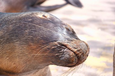 Bir deniz aslanı kumlu bir sahilde güneşin altında güneşlenirken dinlenmenin tadını çıkarır. Özellikleri, doğayla çevrili sakin ve içerik davranışını ortaya koyuyor..