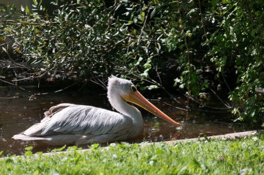 Beyaz bir pelikan, berrak mavi gökyüzünün altında yemyeşil yeşilliklerle çerçevelenmiş sakin bir gölette zarifçe süzülür..